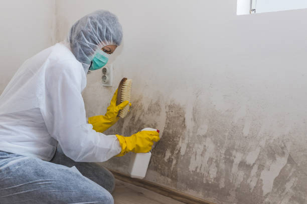 Professional Mold Removal & Remediation in Villa Grove, IL